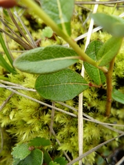 Salix fuscescens