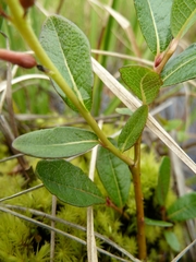 Salix fuscescens