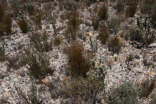 Image of Willdenowia arescens by (c) Tony Rebelo, some rights reserved (CC BY-SA)