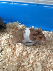 Mesocricetus auratus