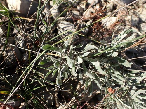 Image of Lavandula latifolia by (c) Franck Cabot, some rights reserved (CC BY)