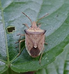 Diceraeus melacanthus