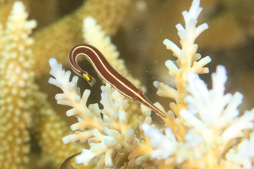 Urchin clingfish (Diademichthys lineatus) — Gobiesocidae — 2
