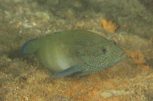 Blue-finned rock cod (Cephalopholis microprion) — Serranidae — 4