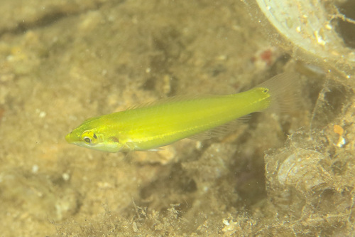 Black-blotched rainbowfish (Halichoeres chloropterus) — Labridae — 2