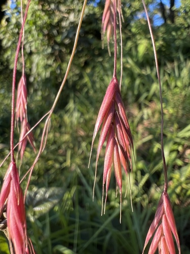 Bromus brachyantherus