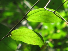 Aristolochia maxima