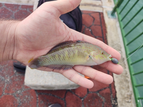 Bubblefin wrasse (Halichoeres nigrescens) — Labridae — 2