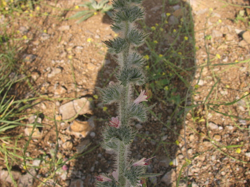 Image of Echium glomeratum by (c) Nachman bones, some rights reserved (CC BY)