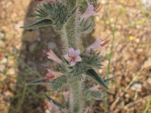 Image of Echium glomeratum by (c) Nachman bones, some rights reserved (CC BY)