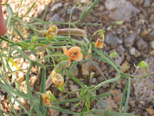 Lathyrus hierosolymitanus, photograph 2