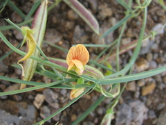 Lathyrus hierosolymitanus, photograph (c) Nachman bones, some rights reserved (CC BY)