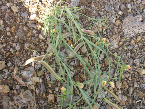 Image of Lathyrus hierosolymitanus by (c) Nachman bones, some rights reserved (CC BY)