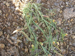 Lathyrus hierosolymitanus, photograph (c) Nachman bones, some rights reserved (CC BY)