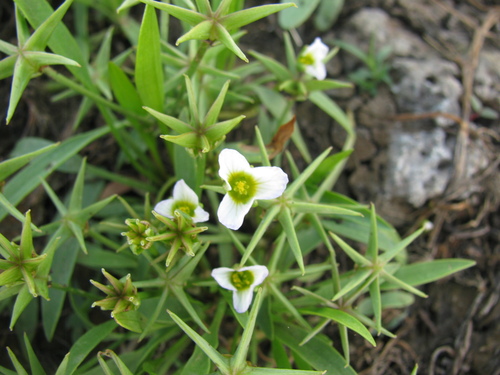 Starfruit (Damasonium polyspermum)