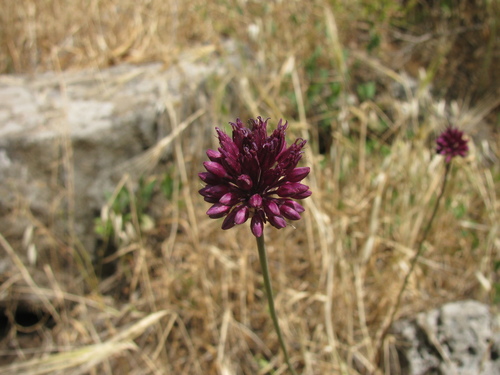 Allium phanerantherum, photograph 4