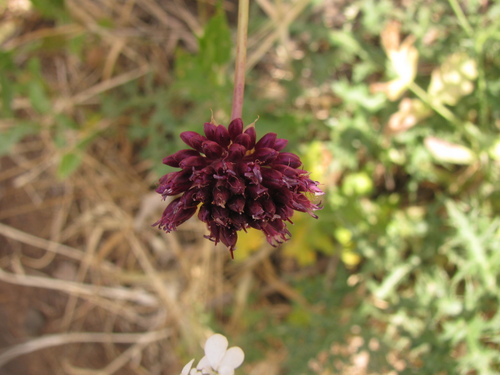 Allium phanerantherum, photograph 3
