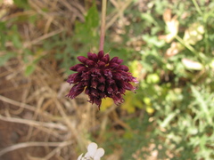 Allium phanerantherum, photograph (c) Nachman bones, some rights reserved (CC BY)