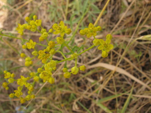 Buxbaum's Rue (Haplophyllum buxbaumii)