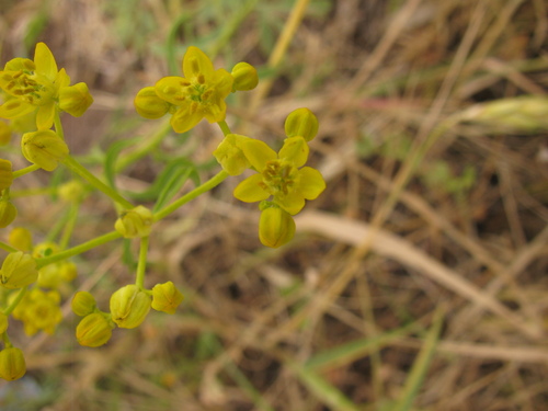 Image of Haplophyllum buxbaumii by (c) Nachman bones, some rights reserved (CC BY)