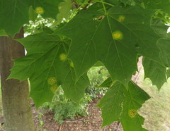 Rhytisma acerinum