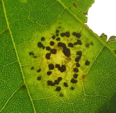 Rhytisma acerinum