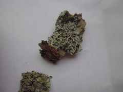 Heterodermia obscurata