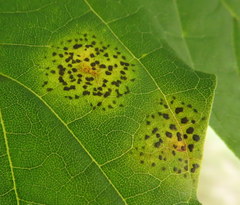 Rhytisma acerinum