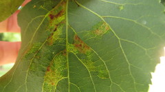 Eriophyes leiosoma