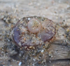 Actinobdella pediculata