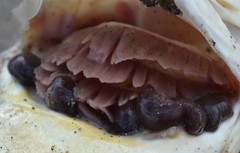 Actinobdella pediculata