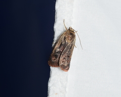 Ochropleura implecta