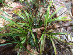 Carex arctata