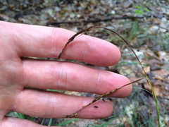 Carex arctata