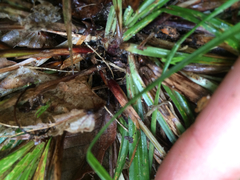 Carex arctata