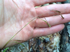 Carex arctata