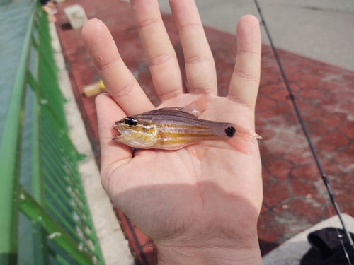 Candystripe cardinalfish (Ostorhinchus endekataenia) — Apogonidae — 3