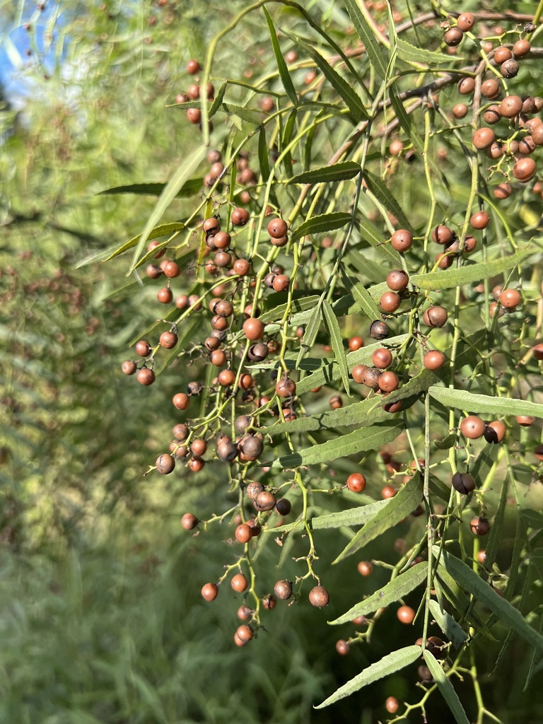 Peruvian Pepper Tree from Rua Romildo Ferronatto, Xanxerê, SC, BR on ...