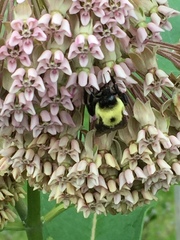 Bombus