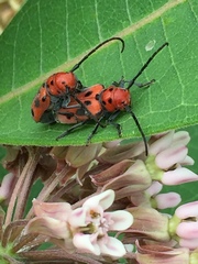 Tetraopes tetrophthalmus