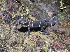 Cyrtodactylus deccanensis