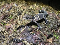 Cyrtodactylus deccanensis