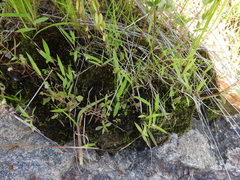 Cyperus subsquarrosus