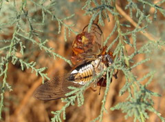 Sphecius convallis