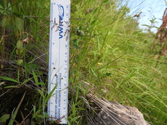 Cyperus subsquarrosus