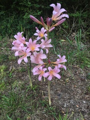 Lycoris squamigera