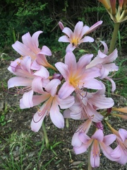Lycoris squamigera