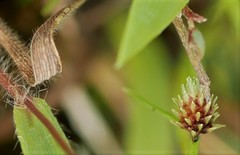 Cyperus subsquarrosus