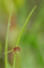 Cyperus subsquarrosus