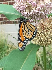 Danaus plexippus